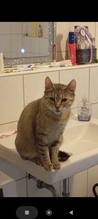 Eine Katze sucht ein neues Haus