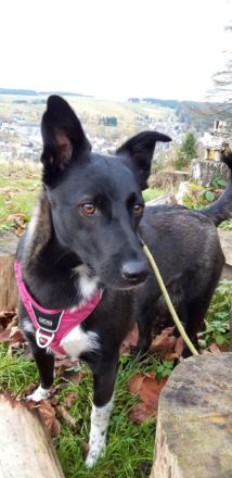 JOY wartet auf euch in 96361 Seinbach