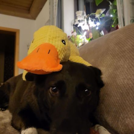 JOY wartet auf euch in 96361 Seinbach