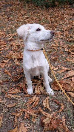 Süßer Labrador-Mischlingswelpe (10 Wochen) sucht liebevolles Für-Immer-Zuhause