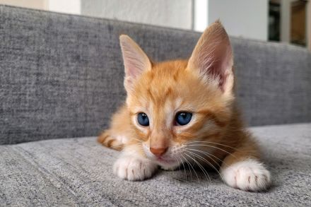Bengal/Angora Kitten suchen ein neues Zuhause