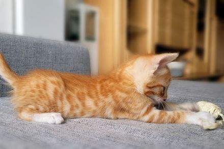 Bengal/Angora Kitten suchen ein neues Zuhause