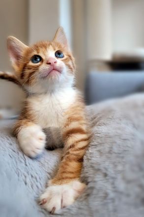 Bengal/Angora Kitten suchen ein neues Zuhause