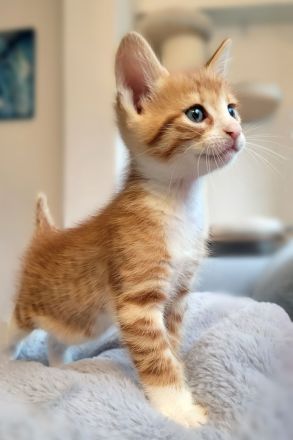 Bengal/Angora Kitten suchen ein neues Zuhause