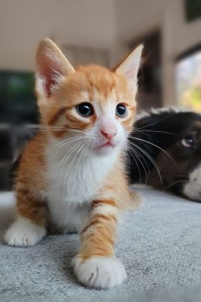 Bengal/Angora Kitten suchen ein neues Zuhause