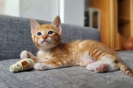 Bengal/Angora Kitten suchen ein neues Zuhause