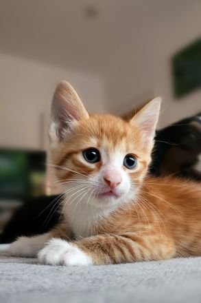Bengal/Angora Kitten suchen ein neues Zuhause