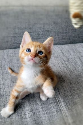 Bengal/Angora Kitten suchen ein neues Zuhause