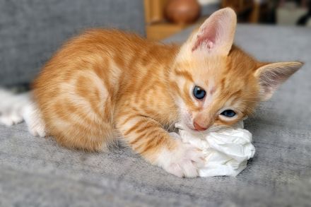 Bengal/Angora Kitten suchen ein neues Zuhause