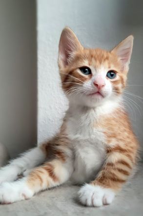Bengal/Angora Kitten suchen ein neues Zuhause