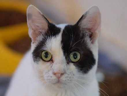 Jerry, lieber Kater auf der Suche nach einem Zuhause, 1 Jahr