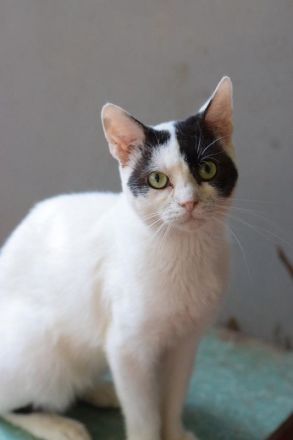 Jerry, lieber Kater auf der Suche nach einem Zuhause, 1 Jahr