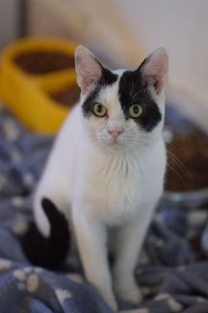 Jerry, lieber Kater auf der Suche nach einem Zuhause, 1 Jahr