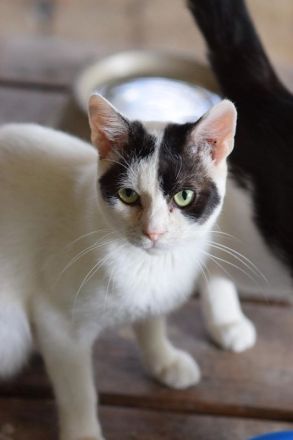 Jerry, lieber Kater auf der Suche nach einem Zuhause, 1 Jahr