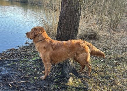 Dark golden Retriever Deckrüde