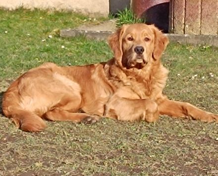 Dark golden Retriever Deckrüde