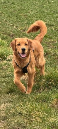 Dark golden Retriever Deckrüde