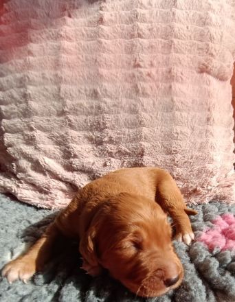 Dark golden Retriever Welpen