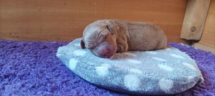 Dark golden Retriever Welpen