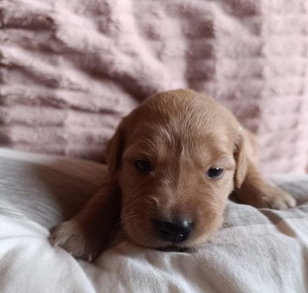 Dark golden Retriever Welpen