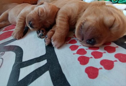 Dark golden Retriever Welpen