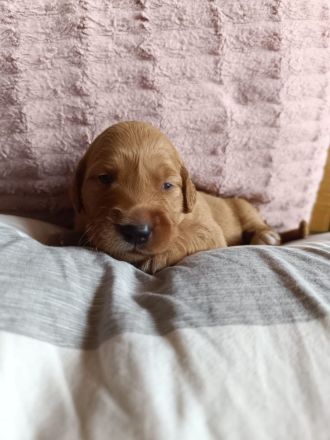 Dark golden Retriever Welpen