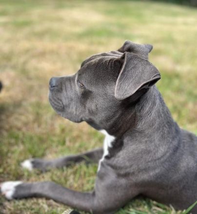 American Bully xl Hündin