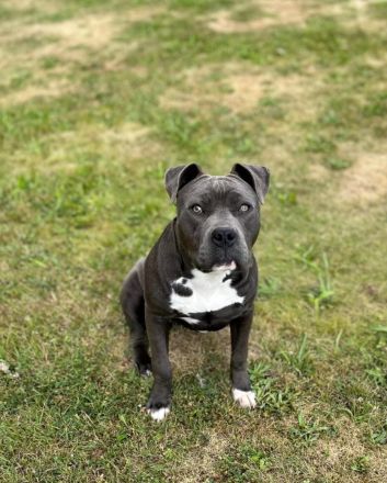American Bully xl Hündin