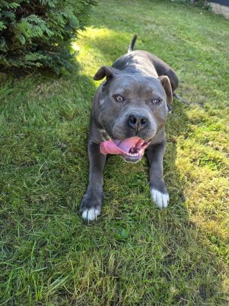 American Bully xl Hündin