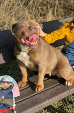 Old English Bulldog