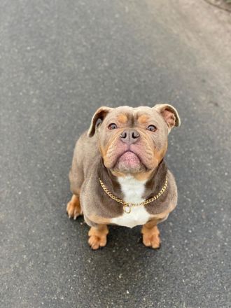 Old English Bulldog