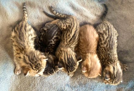Savannah /Babykatzen / Savannahkitten
