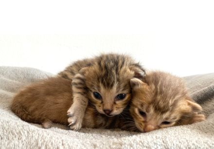 Savannah /Babykatzen / Savannahkitten