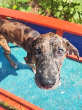 Catahoula Welpen