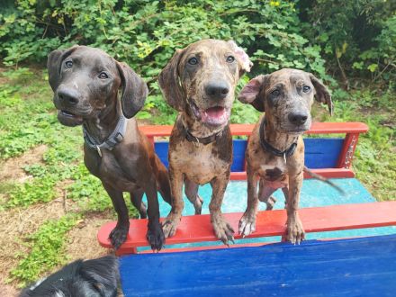 Catahoula Welpen