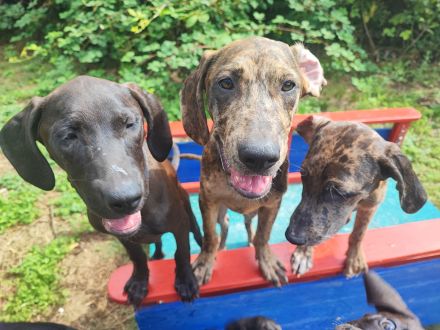 Catahoula Welpen