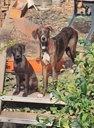 Catahoula Welpen