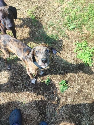Catahoula Welpen