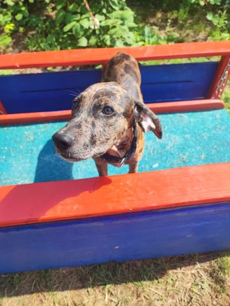 Catahoula Welpen