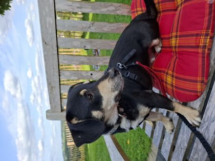 Sonnenschein Muffin in 51709 Marienheide sucht sein Für-immer-Zuhause