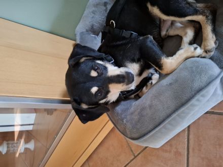 Sonnenschein Muffin in 51709 Marienheide sucht sein Für-immer-Zuhause