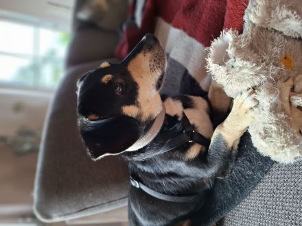 Sonnenschein Muffin in 51709 Marienheide sucht sein Für-immer-Zuhause