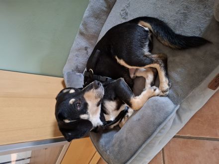 Sonnenschein Muffin in 51709 Marienheide sucht sein Für-immer-Zuhause