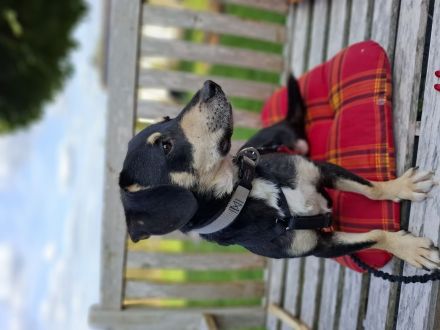 Sonnenschein Muffin in 51709 Marienheide sucht sein Für-immer-Zuhause