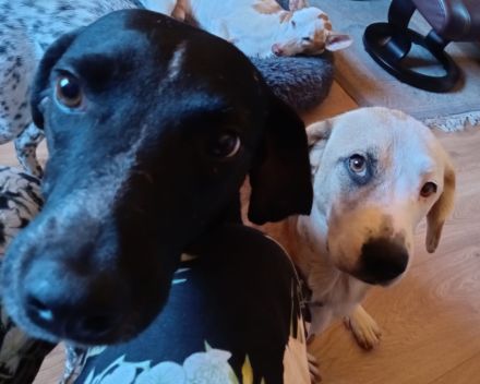 Louis in 42115 Wuppertal auf Pflegestelle sucht seine Menschen für immer.