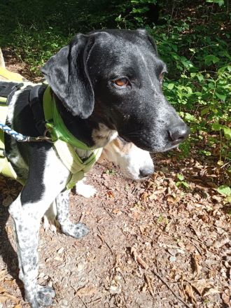 Louis in 42115 Wuppertal auf Pflegestelle sucht seine Menschen für immer.