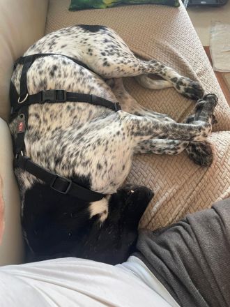 Louis in 42115 Wuppertal auf Pflegestelle sucht seine Menschen für immer.