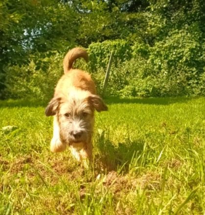 Papadie in 21614 Buxtehude sucht seine Menschen für immer.....