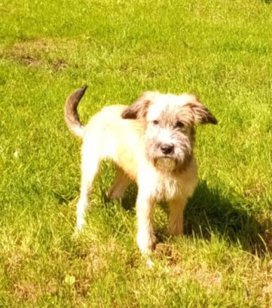 Papadie in 21614 Buxtehude sucht seine Menschen für immer.....