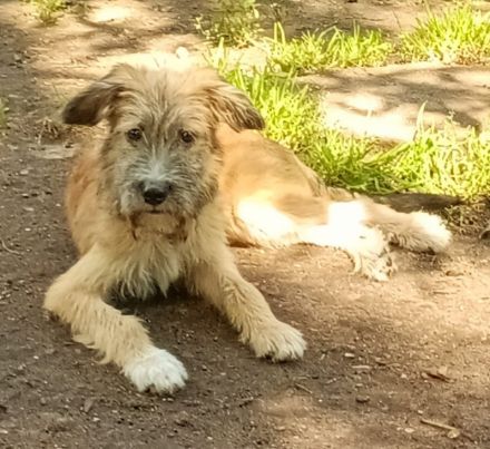 Papadie in 21614 Buxtehude sucht seine Menschen für immer.....